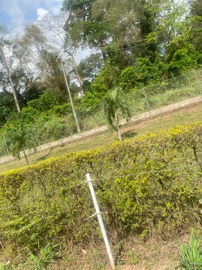 The image displays an outdoor scene in Odo Ona, Nigeria, featuring a multi-tiered landscape under a partially cloudy sky. In the foreground, a low, dense hedge with primarily green and yellow foliage extends horizontally. A light-colored cylindrical post with two strands of barbed wire is vertically positioned in front of this hedge, slightly off-center to the right. The ground directly beneath the hedge shows dry grass and sparse vegetation.
Immediately behind the hedge, a gently sloping grassy area is visible, dotted with two small palm trees, one on the left and another towards the center-right. This grassy expanse is bordered by a chain-link fence, supported by a low, light-colored stone or concrete retaining wall that runs horizontally across the midground.
Beyond the fence and retaining wall, the terrain rises steeply into a dense, forested hillside. This background features numerous tall trees with varied foliage, including lush green canopies and some trees with lighter, sparser branches. A grey utility pole with overhead wires is discernible on the left side, extending upwards into the tree line. The top portion of the image reveals a light blue sky with scattered white cumulus clouds. No human figures or discernible actions are present.
