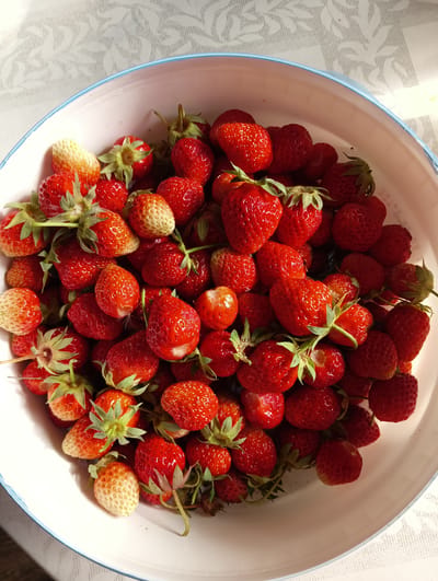 A white bowl filled with fresh, ripe strawberries sits on a patterned tablecloth. The strawberries are a vibrant red, with some showing hints of white or pale yellow where they were less exposed to sunlight. A few green leaves and stems are still attached to the fruit. The bowl has a light blue rim. The lighting suggests a sunny day, casting shadows on the tablecloth and highlighting the glossy texture of the strawberries. The scene appears to be indoors or on a covered patio, given the presence of the tablecloth. The location is not specified in the image, and there is no information to associate it with Bolshoy Lug, Russia.