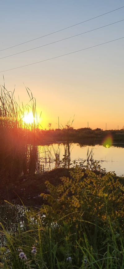 A vertical shot captures a sunset over a rural landscape in Tōstobe, Kazakhstan. The sun, a bright yellow orb, is partially obscured by tall reeds in the foreground, casting a warm orange glow across the scene. The sky transitions from a soft blue at the top to a vibrant orange near the horizon. A body of water, possibly a pond or slow-moving river, reflects the warm colors of the sunset. The water's edge is lined with more reeds and lush green vegetation. In the distance, a treeline is silhouetted against the sky. Utility poles and power lines are visible across the horizon, indicating the presence of infrastructure in this otherwise natural setting. The foreground is dominated by tall green grasses and some small, purple flowers.
