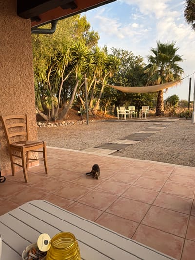 The image depicts an outdoor patio area adjacent to a rustic building. A wooden chair with a woven seat is positioned on the tiled floor near the building's textured, sandy-colored wall. Further into the yard, a gravel-covered area features a wooden walkway leading to a set of white outdoor furniture, including a table and chairs, positioned under a beige shade sail. Various trees, including palms and other leafy varieties, surround the seating area. In the foreground, on the tiled patio, a small, tabby cat is visible. A white table is partially in frame in the lower foreground, displaying an ashtray with cigarette butts and a yellow glass object. The sky above is partly cloudy, suggesting it is daytime. The scene is likely located in a rural or semi-rural area of Santa Margalida, Spain.