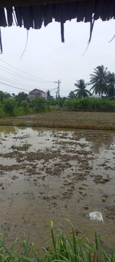 This image depicts a rural scene in Blangtuee, Indonesia, under an overcast sky, suggesting a cloudy or possibly rainy day. In the foreground, a muddy rice paddy is partially filled with water, with clumps of earth and some vegetation scattered across its surface. A clear plastic bag is visible in the water on the right side of the frame. Lush green grass and reeds grow along the very bottom edge of the image.
In the middle ground, a densely vegetated area includes trees and tall green plants, possibly sugarcane, with palm trees interspersed among them. A house with a red-tiled roof and a light-colored facade is visible behind the vegetation on the left. A utility pole with numerous overhead wires stands near the center of the image, further indicating human habitation and infrastructure in the area. The overall setting is agricultural and residential, typical of a rural Indonesian landscape.
The image appears to be taken during daylight hours, but the overcast conditions contribute to a muted and somewhat somber atmosphere. There are no people visible in the frame, and the primary focus is on the natural and built environment. The presence of the plastic bag suggests a potential issue with littering in the area. The composition, with the foreground paddy leading to the vegetated middle ground and the distant house, creates a sense of depth within the landscape.