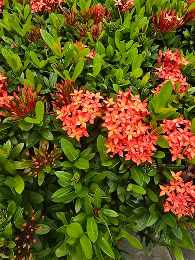 This is a close-up, vertical, eye-level shot of a dense cluster of Ixora flowers and foliage. The flowers are a vibrant orange-red and are clustered in small, star-shaped blooms. They are in various stages of development, with some fully open and others still in bud form. The leaves are a deep, glossy green, and many of them appear wet, suggesting recent rain. The overall impression is of lush, tropical vegetation. The image does not contain any people, significant human activity, or clearly identifiable urban elements that would definitively place it in Qiongshan District, China. The scene is entirely natural and botanical.