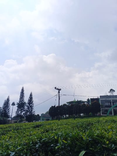 The image displays a serene landscape featuring a vast, verdant plantation under a bright, partly cloudy sky. In the foreground, a dense field of lush green plants, most likely tea bushes, fills the lower half of the frame. Individual leaves and clusters are visible, indicating healthy growth.

Moving to the midground, several tall, slender evergreen trees, possibly pines, are prominently positioned on the left side, standing out against the sky. Towards the center-right, a utility pole with numerous overhead wires is a noticeable man-made structure. Further back, a modern-looking building with dark windows and a distinctive green, arching architectural element is visible on the right. Another smaller, light-colored building with a dark roof is partially obscured by trees in the mid-left. Various other trees and shrubs contribute to the rich green foliage that extends towards the horizon.

The background is dominated by a wide, bright sky, characterized by soft white and light gray clouds scattered across a paler blue expanse. The cloud cover suggests a partially overcast but well-lit day.

The scene is captured during daytime, likely late morning or early afternoon, given the overall brightness and natural light. The weather appears calm and clear, with no indications of rain or harsh conditions. The combination of agricultural land, natural trees, and modern buildings suggests a rural or semi-rural developed area. This setting aligns with the given location context of Na Sangkham, Laos, implying an agricultural region possibly integrated with local infrastructure or a resort. There is no visible text or discernable human activity taking place in the image, contributing to a tranquil and peaceful atmosphere.