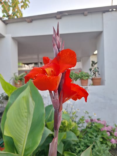 A close-up, low-angle shot focuses on a vibrant orange Canna lily bloom and its budding inflorescence, set against a soft-focus background of a building and garden. The lily's petals are a rich, almost fiery orange with yellow streaks near the center, and they are unfurling to reveal the flower's intricate structure. The stem is thick and reddish-purple, with developing buds visible at the top. Large, lush green leaves of the Canna plant are prominently featured in the foreground, adding depth and contrast to the image.
In the mid-ground, a white building with a shaded recessed area is visible, suggesting a sheltered outdoor space. On a ledge within this recess, several potted plants are arranged. One pot holds a plant with thin, spiky green leaves. Further back, two terracotta pots contain green foliage, and one has small red flowers. Behind these, a dark-leafed plant in a terracotta pot is also visible.
The background reveals a garden with a mix of green foliage, small white flowers, and clusters of pink flowers, possibly hydrangeas. The overall impression is one of a well-maintained garden area, likely in a residential or public space. The lighting suggests it is daytime, possibly late afternoon, given the soft quality of the light. The location is identified as Nabran, Azerbaijan.