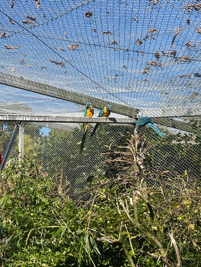 The image captures an aviary enclosure, identified as part of the Parc Zoologique & Botanique de Mulhouse in Mulhouse, France. The enclosure features a wire mesh roof and walls, supported by structural beams, with scattered dried leaves clinging to the overhead mesh. Three macaws are present within the aviary. Two macaws, displaying prominent blue and yellow plumage, are perched abreast on a horizontal wooden beam in the upper-mid section of the frame, facing towards the right. A third macaw, predominantly blue, is positioned lower and to the right, leaning into a dense cluster of interwoven tree branches. The lower two-thirds of the scene are filled with dense green foliage, including bamboo and various bushes, under bright sunlight and a clear blue sky visible through the mesh.