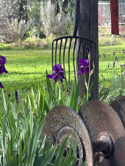 A vintage scene featuring a rusted metal wheel partially obscured by tall, green iris leaves. Nearby stands an aged wooden post, supporting an antique metal gardening fork. Two deep purple irises are draped across the fork's prongs, adding a vibrant contrast to the weathered metal. The background reveals a blurred green lawn and a white fence, creating a pastoral aesthetic. Lavender blossoms are scattered behind the post.