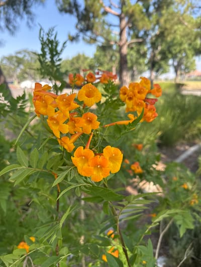 This is a close-up, vertical shot of a cluster of bright orange trumpet-shaped flowers, possibly Tecoma stans, in bloom. The flowers have delicate yellow veining and are clustered on green stems with serrated leaves. The background is softly blurred, showing out-of-focus trees and a bright blue sky, suggesting an outdoor setting. Given the presence of evergreen trees and the overall sunny atmosphere, this scene could be located in Fontana, California, United States of America, which experiences a Mediterranean climate with warm, dry summers and mild winters.