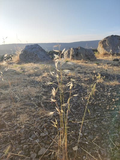 The image captures a serene, sun-drenched landscape featuring a rocky terrain scattered with dry grasses and wild grains. In the background, several large, weathered boulders punctuate the horizon, with rolling hills and a clear blue sky completing the scene. The lighting suggests it is either early morning or late afternoon. The location is identified as being within the municipality of Ledrada, Spain, a rural area characterized by its natural beauty and open spaces. No people or specific structures are visible, emphasizing the natural and undeveloped aspect of the environment.