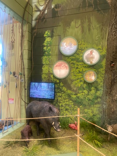The image depicts a museum exhibit in Khтун-Казмаляр, Russia, designed to resemble a forest environment. In the foreground, a large boar and a smaller piglet are positioned on a mossy ground with grass. A red flamingo model lies on the ground to the right of the boar. To the far right, a bobcat model stands near a large tree trunk. The background features a painted forest mural with several circular displays showcasing images of various birds, including pelicans, a duck, flamingos, and ducklings. A television screen mounted on the wall displays a video of a forest scene. Several ropes hang from the ceiling on the left side of the exhibit, and a wooden barrier encloses the main display area.