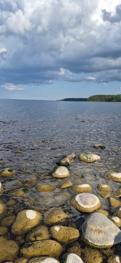 This is a vertical, eye-level shot of a rocky shoreline on a body of water. The sky is filled with dramatic, dark gray and white clouds, with patches of blue sky visible. The water is a deep, dark blue and appears calm with slight ripples. In the foreground, numerous smooth, rounded stones are partially submerged in the water, some covered in a yellowish-green algae. The stones vary in size and shape, with some exhibiting white calcified growths. The background features a distant, dense, dark green forest lining the opposite shore, under a bright blue sky. The scene depicts a natural coastal environment.