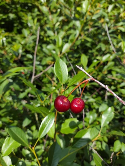 The image features a close-up view of two ripe cherries hanging from a thin branch. The cherries are a deep red color and appear plump and glossy, with slight indentations where their stems attach. They are positioned in the center of the frame, slightly to the left. The branch supporting them is slender and brown, with a few small buds visible.

The background is dominated by lush green foliage, indicating an outdoor setting. The leaves are varied in size and shape, creating a textured backdrop. Some leaves are in sharp focus, while others are blurred, suggesting a shallow depth of field that emphasizes the cherries. The lighting suggests it is daytime, with sunlight dappling through the leaves, creating highlights and shadows. The overall impression is one of nature and growth. The location context provided is Novo-Ursayevo, Russia. There is no text visible in the image.