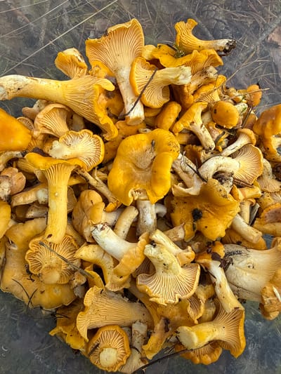 This is a top-down, close-up shot of a large pile of chanterelle mushrooms, likely gathered from the Lipina, Lithuania area, as indicated by the presence of pine needles and forest debris scattered amongst the mushrooms, characteristic of the Baltic region's forests. The mushrooms are a vibrant golden yellow and range in size, with some appearing as whole specimens and others broken or incomplete. Their distinct wavy edges and gill-like structures are visible. The lighting is natural, casting subtle shadows and highlighting the textures of the mushrooms. The background is out of focus, showing more of the forest floor and a transparent container's edge, suggesting the mushrooms are in a collection vessel. There are no people or animals visible.