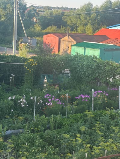 This is a medium-distance, eye-level, vertical shot of a community garden located in Rasskazovo, Russia, likely during the summer. The scene is dominated by lush greenery, with various plants, flowers, and vegetables filling the foreground and mid-ground.
In the foreground, a dense arrangement of green plants, including what appear to be tomato plants with small green fruits, and tall, feathery dill plants, fills the lower portion of the frame. Various other vegetables and leafy greens are also visible, interspersed with ornamental plants. A wire mesh fence runs horizontally across the mid-section of the image, separating the garden plots. Through the fence, a variety of flowers are in bloom, including clusters of purple phlox, delicate white and pink flowers, and some yellow blossoms. Tall, slender stalks of gladiolus can be seen on the right side.
Behind the garden, a thick, green vine-covered structure creates an archway, suggesting a natural canopy or a deliberate planting. Further back, several corrugated metal garages with pitched roofs are visible. These garages are painted in various colors: two are reddish-orange, one is a rusty yellow, and two are green. Their roofs are also different colors, including red, brown, and blue.
In the background, trees and vegetation form a dense, green backdrop. A utility pole with wires is visible on the left side of the frame, indicating the presence of infrastructure within or near the community. The sky above is clear and light, suggesting it is daytime, possibly late afternoon or early evening due to the soft lighting. No people are visible in the image. The overall impression is one of a vibrant, productive garden thriving amidst a slightly rustic, semi-urban environment.