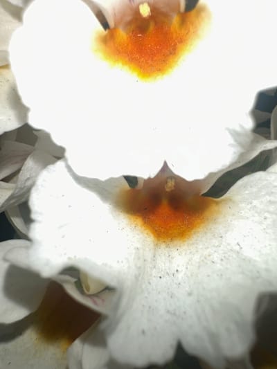 The media file is a close-up, macro photograph of white flowers with orange centers. The detail suggests the flowers are likely orchids, given the intricate structure and markings. The focus is on the delicate textures of the petals, which appear slightly fuzzy or textured, with some small dark specks visible on the surface, possibly pollen or dust. The orange centers are rich in color and appear velvety. The lighting is bright, creating a high-contrast image with blown-out highlights on the white petals, obscuring some finer details and suggesting a strong light source, possibly natural sunlight or studio lighting. The background is dark and out of focus, providing no contextual information about the setting. There is no visible text. The image is static, showing the still beauty of the flowers, and does not capture any activity or event. The location context of Letterkenny, Ireland, does not provide any specific visual cues within the image itself.