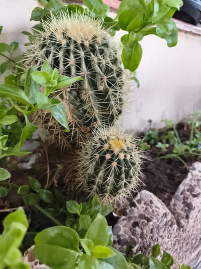 This is a close-up, eye-level shot of two spherical cacti nestled amongst vibrant green foliage. The cacti are dark green with prominent, pale yellow spines that radiate outwards. The larger cactus is in the upper left of the frame, while a smaller one sits below and to its right. The surrounding plants have fleshy, oval-shaped leaves. In the background, the soil is visible, interspersed with small, grey, pebble-like stones, and hints of other small green plants. The overall scene suggests a garden or potted plant setting. The lighting appears to be natural, indicating daytime, and the setting seems to be outdoors, possibly in a sunny climate, given the nature of the plants. There are no people or text visible in the image. The focus is sharp on the cacti and immediate surrounding greenery, with the background softly blurred.