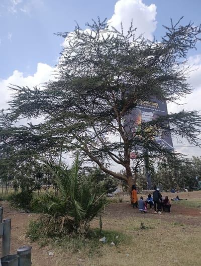 This image depicts an outdoor scene in Matungulu west ward, Kenya, under a partly cloudy sky. A large, broad-canopied tree with sparse green foliage and a visible trunk dominates the central and upper-left portions of the frame. Behind the tree, a prominent vertical billboard displays the words "NOVEMBER" and "ALL NOVEMBER" against an abstract dark background featuring bright light streaks.
At the base of the large tree, towards the right, a group of approximately 6-8 individuals is gathered on the dry, light-brown grassy ground. One person in an orange garment stands near the tree trunk, facing a seated or squatting group of 4-5 others. Another individual, wearing a dark jacket, stands over this seated group, appearing to interact with them. Further to the right, two additional individuals are reclining or lying down on the grass. The overall interaction suggests casual socializing or resting.
In the foreground, left of center, a bushy, palm-like plant with spiky green fronds grows from the ground. Two partially visible grey metal posts are situated in the extreme bottom-left corner. The ground is characterized by dry grass, exposed dirt, and scattered refuse. The background features a line of smaller, denser trees and shrubs.