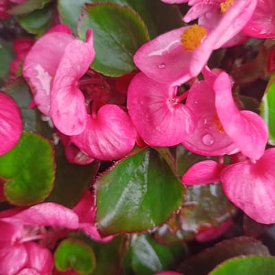 The image shows a close-up, top-down view of vibrant pink begonia flowers and green leaves, some with water droplets on them, suggesting recent rain. The flowers have delicate, layered petals, and some display bright yellow stamens. The leaves are glossy and have serrated edges. The overall impression is one of lush, damp foliage and blooming flowers. The image does not provide any information or visual cues to determine its location in Limerick, Ireland.