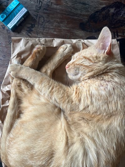 An orange tabby cat is sleeping curled up on a brown paper bag on a wooden surface. A package of Terea Turquoise HEETS for IQOS ILUMA is visible in the upper left corner of the image. The cat's paws are crossed over its chest. The wooden surface has dark smudges and markings on it. The scene appears to be indoors.