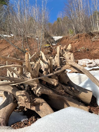 A pile of driftwood sits amidst melting snow on a red soil bank, under a clear blue sky. Bare trees and sparse vegetation populate the background. The location is Berkuty, Russia.