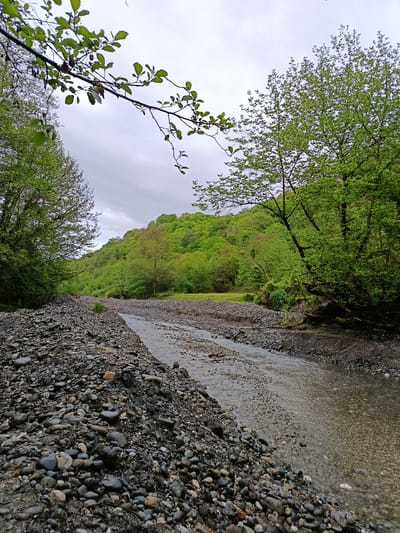A wide-angle, slightly elevated shot shows a stream flowing through a rocky riverbed, flanked by lush green trees under an overcast sky. The location is consistent with the natural, undeveloped environment of Мясниково, Abkhazia.

In the foreground, the riverbed is composed of smooth, rounded stones of varying sizes, predominantly grey and black. The stream itself is shallow and clear, with the riverbed visible beneath the water.

On either side of the riverbed, dense green trees and foliage rise up, creating a forest setting. The trees are in full leaf, suggesting a season of spring or early summer. In the background, a gentle slope covered in trees leads to a higher elevation.

The sky is overcast with a uniform grey color, providing diffuse lighting. A branch with green leaves extends from the upper left corner of the frame, adding a touch of foreground detail.

The overall impression is of a peaceful, natural scene in a remote or undeveloped area. There are no signs of human presence other than the evidence of the photograph itself.