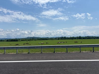 A herd of horses grazes in a lush green pasture under a partly cloudy sky. In the foreground, a paved road with a white stripe runs horizontally, separated from the pasture by a metal guardrail. The pasture is vast and appears to be on a plain, with a line of trees and rolling hills in the background. The sky is a vibrant blue with scattered white clouds. The image was captured in the Supse Community, Georgia.