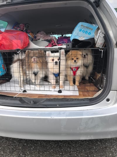 Four Pomeranian dogs are enclosed in a wire crate inside the open trunk of a silver car. The dogs vary in color: one is brown and white, one is white, and two are tan. One tan dog wears a red harness, and the white dog wears a blue harness. The crate sits on a white liner. The car trunk contains bags and other objects piled above the crate. The location is Bol'shie Kaibitsy, Russia. The car is parked on asphalt.