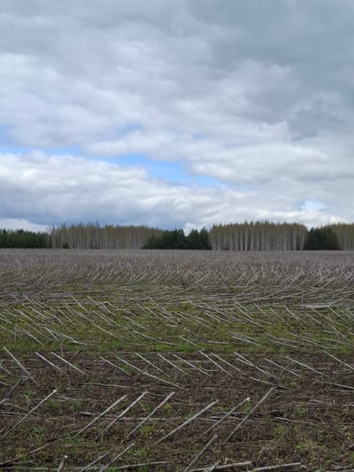 The image captures a vast rural landscape, likely in Treshchevka, Russia, under an overcast sky with patches of blue. In the foreground, a harvested field extends across the lower portion of the frame. It is covered with numerous dry, light-colored stalks or stubble, possibly remnants of a crop like sunflowers or corn, which lie scattered or in diagonal patterns across the earth. Interspersed among these dry stalks are patches of green vegetation, suggesting weeds or early new growth.
A distinct line of trees forms the horizon in the midground, stretching horizontally across the entire width of the image. These trees appear largely bare or with very sparse, light-colored foliage, indicating either late autumn, winter, or early spring. Some darker, denser evergreen trees are visible at the base of this tree line, particularly on the left.
The upper half of the image is dominated by the sky, filled with a dense cover of grey and white clouds. Breaks in the cloud cover reveal clear patches of bright blue sky, particularly prominent towards the middle and right side of the image. The overall lighting suggests it is daytime. No people, animals, buildings, or discernible activities are visible in the scene. There is no visible text. The landscape conveys a quiet, post-harvest natural setting.