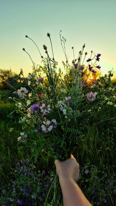 A hand holds a bouquet of wild flowers in a grassy field. The flowers are a mix of purple and white. The sun is setting in the background, casting a warm glow on the scene. The field appears to be located in the city of Piatra Albă, Moldova.