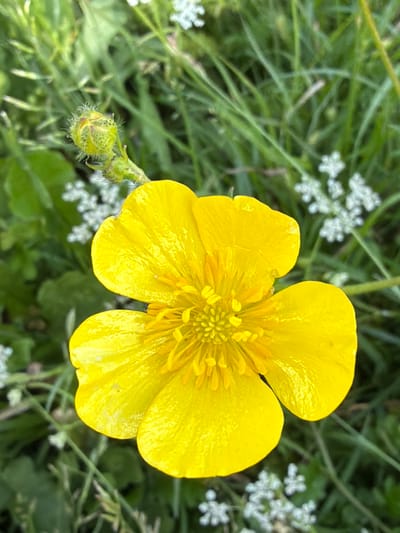 A close-up, eye-level, vertical shot captures a vibrant yellow buttercup flower in full bloom, its petals slightly wrinkled and reflecting light. The flower's center is a dense cluster of stamens and pistils. To the left of the main flower, a green, fuzzy bud on a stem is visible, partially obscured by the bloom. The background is a soft focus of green grass and small, delicate white flowers, suggesting an outdoor, natural environment. The image quality is sharp, highlighting the textures of the petals and the detail of the bud. There are no people or specific city landmarks present, and the scene appears to be a naturalistic setting devoid of urban infrastructure.