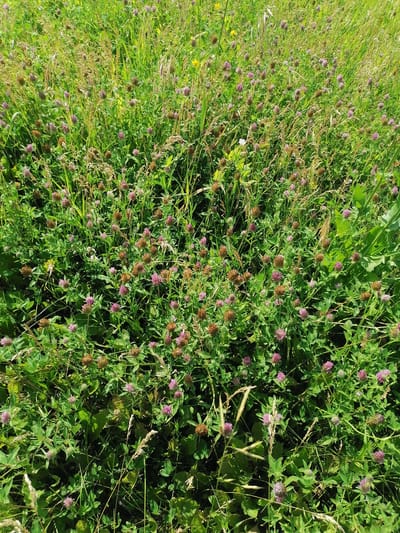 The image shows a dense field of green grass and various wildflowers, primarily clover with pink and brown seed heads. The scene is natural and appears to be an outdoor environment. There are no people or man-made structures visible in the image. The lighting suggests it is daytime, with sunlight illuminating the foliage. The overall impression is of a lush, overgrown meadow. The location of Lobkovo, Russia is not explicitly depicted in the visual information.