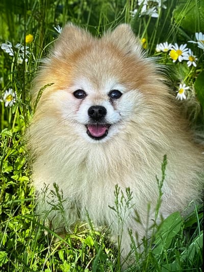 A light-colored Pomeranian dog is sitting in tall green grass surrounded by small white daisies and a few yellow wildflowers. The dog's mouth is open, and its pink tongue is visible. Its fur is fluffy, and its expression appears happy. The background is blurred green foliage. The scene is outdoors during the daytime.