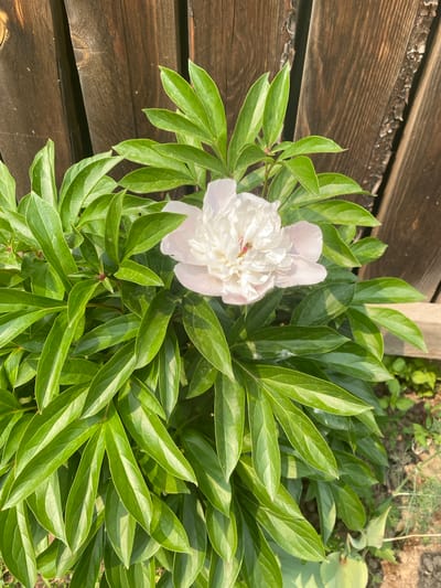 A single, partially opened white peony flower with pink tinges sits atop a bush with lush green leaves. The flower is in focus, with its delicate petals and crimson pistils visible. The background consists of a weathered wooden fence, with vertical planks showing signs of age and texture. Sunlight casts subtle shadows across the leaves and fence, suggesting an outdoor setting during the day. The ground beneath the plant is mostly obscured by foliage, but appears to be soil with some sparse, thin green plants visible in the lower right corner. The image provides a close-up view of the peony and its surrounding foliage, with the fence serving as a rustic backdrop. The location in Tartat, Russia, is not discernible from the visual information in the image itself.