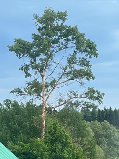 The image shows a birch tree against a blue sky, with the tree’s trunk and branches displaying its characteristic white bark. The tree has green leaves. In the background, there are other green trees and vegetation. A corner of a green object (possibly a roof or other structure) is visible in the bottom right corner. The location is identified as Большие Кусты, Russia.