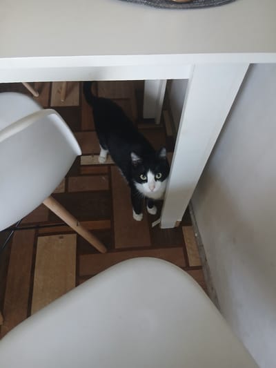 A black and white cat is perched on a wooden floor under a white shelf. The cat is looking up with bright green eyes, its body extended as if reaching for something. The setting appears to be indoors, possibly a room with a white wall on the left and a large white object, perhaps a piece of furniture like a chair, on the right. The floor has a patterned design of wooden planks. The lighting suggests it could be daytime. The overall mood is curious and playful, captured from a high-angle shot. There is no visible text in the image.