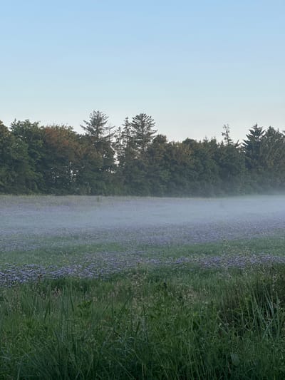 The image depicts a serene rural landscape in Give, Denmark. In the foreground, tall green grass and reeds occupy the lower portion of the frame. Beyond this, a field of low-lying purple flowers stretches into the middle ground, partially obscured by a light, ethereal mist. The mist hangs low over the flowers, creating a hazy effect and softening the transition to the background. A dense line of trees, predominantly green with some hints of autumnal color in the leaves of deciduous trees, forms a natural border along the horizon. The sky above is a clear, pale blue, suggesting it is early morning or late evening, with no visible structures or people in the scene.