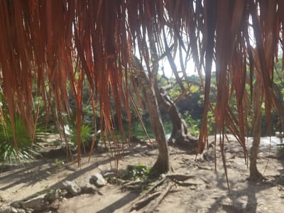 The image is a close-up view of a thatched roof, obscuring the view of the surrounding environment. The roof is made of dried, light brown palm leaves woven together. The roof is in a forested area, and through the gaps in the thatch, the viewer can see a tree trunk and a small, dry creek in the distance. The ground is dry and brown, and there are scattered leaves and rocks on the ground. The image was taken in San José, Mexico, at the coordinates 20.492 latitude and -87.258 longitude.