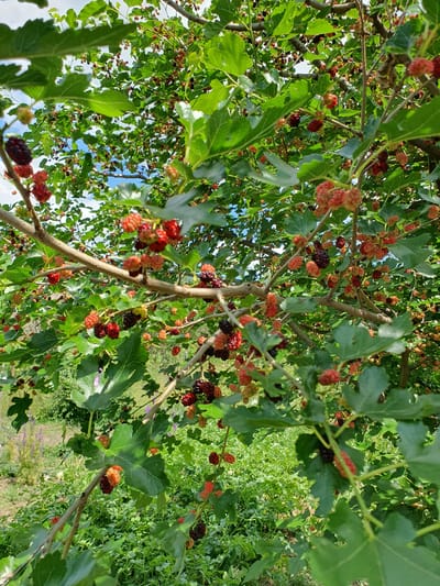 A medium shot captures a mulberry tree laden with ripe fruit, its branches overflowing with berries of varying shades of red, dark purple, and black, interspersed with green leaves. The perspective looks upward through the tree, with patches of blue sky and white clouds visible in the background. The foreground and mid-ground are filled with the dense foliage and fruit-laden branches of the mulberry tree. The background, slightly out of focus, shows a vibrant green, bushy ground cover, suggesting an outdoor environment. The image was taken in the city of Novoivanivka, Ukraine.