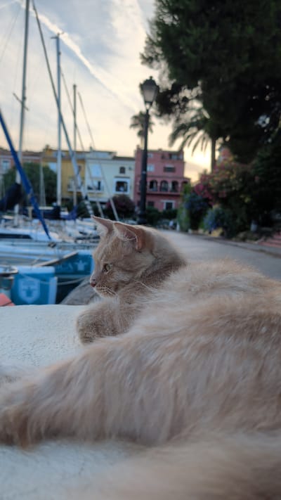 The image shows an orange cat resting on a textured surface, likely a wall or ledge, in an outdoor setting. The cat is facing left, with its body blurred and the focus on its head and profile. In the background, a harbor scene unfolds with sailboats docked. Beyond the harbor, colorful buildings line a street, and a lamppost stands prominently. Lush green trees and flowering bushes add to the environment, suggesting a Mediterranean or coastal urban location. The sky is partly cloudy with a hint of sunset colors. The location is identified as Urbanització Port Saplatja, Spain. There are no people visible in the image, and the cat appears to be the sole subject.