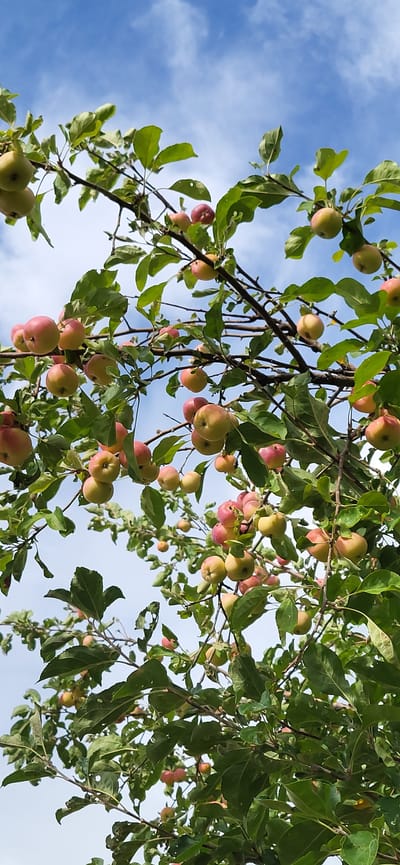 The image shows an apple tree branch laden with ripe apples against a sky with scattered clouds. The apples are a mix of green and red hues, with some showing blush marks of pink. The leaves are a vibrant green, some with signs of minor damage or holes. The branches are dark brown and extend across the frame, supporting the weight of the fruit. The scene is captured from a low angle, looking up at the tree. There are no people or animals visible. The location is identified as Сырымбет, Kazakhstan.