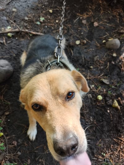 A medium-sized dog with tan and black fur, wearing a green collar, is shown from a high angle, looking up at the camera. The dog is standing on dark, muddy ground littered with pine needles and small stones. A metal chain leash is attached to the dog's collar and extends upwards out of frame. A hand is partially visible at the bottom right of the image, appearing to be touching the dog's nose. The background is blurred and consists of the natural environment of Катунь, Russia, with dark soil, dried leaves, and some green foliage.