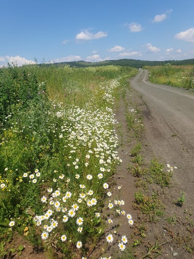A dirt road curves through a meadow filled with white daisies on a sunny day. The sky is blue with scattered white clouds. In the distance, rolling hills covered in green trees form the horizon. A small white car is visible on the road in the distance.