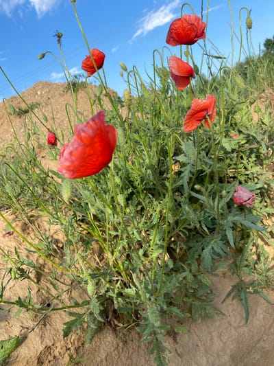 The image depicts a field of wild red poppies and associated herbaceous vegetation under a clear blue sky, situated in Belo Pole, Bulgaria. The foreground and midground are dominated by several red poppy flowers (Papaver rhoeas), with varying stages of development.

At the center-right, two fully bloomed red poppies are visible, their delicate petals vibrant. Above them, a single poppy is also fully open. Towards the lower center, a large, out-of-focus red poppy fills part of the frame, indicating a close-up, low-angle perspective. To its left, another smaller, slightly out-of-focus red poppy is present. Further to the right, a single poppy appears to be wilting, its petals a duller purplish-red. Numerous green poppy buds, some still covered by their hairy sepals, and elongated seed pods on slender, hairy stems are scattered throughout the greenery.

The plants exhibit characteristic hairy stems and deeply lobed, often hairy, green leaves. The ground beneath the vegetation is predominantly dry, light brown soil or dirt, with some visible cracks and uneven texture.

In the background, to the left, a large mound or hill of earth, possibly disturbed soil from construction or excavation, rises under the horizon. Above this, the sky is a bright clear blue with scattered white cumulus clouds. Faint power lines are discernible stretching across the upper left portion of the sky, indicating proximity to infrastructure. The overall impression is that of a natural wild growth thriving on disturbed land on a bright, sunny day. No people or animals are visible.