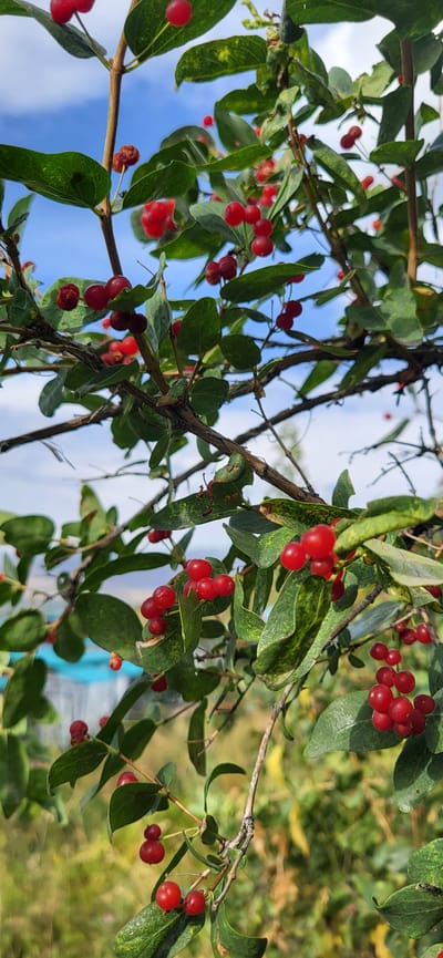 The image captures a close-up view of a honeysuckle bush with numerous small, red berries and green leaves against a bright blue sky with sparse white clouds. The branches are thin and woody, with some exhibiting a light brown, textured bark. The berries are round and clustered in groups, some appearing singly. The leaves are oval-shaped with pointed tips and a slightly glossy texture. In the background, a blurry landscape is visible, featuring what appears to be a green, grassy field with some yellowing vegetation, and a hint of a blue structure on the left, possibly a building or fence. The overall scene suggests an outdoor setting during daytime, likely in a natural or semi-natural environment. There are no people or animals visible in the image. The image is a vertical composition. The location is described as Syrymbet, Kazakhstan.