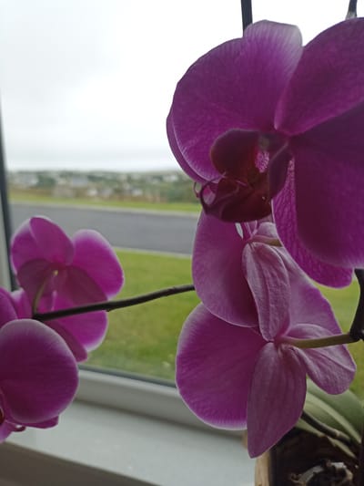 In Doirí Beaga, Ireland, a close-up, slightly low-angle shot captures several vibrant purple orchid blooms in soft focus, positioned in the foreground. The orchids are situated on a windowsill, with the window frame visible along the left side. Beyond the orchids and through the window, a blurred background reveals a street, a patch of green grass, and a distant treeline under an overcast sky. The scene appears to be indoors, with the focus on the delicate petals of the flowers, their textures subtly highlighted by the natural light. There are no people or animals present in the image.