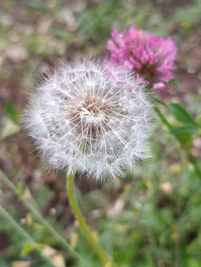 A close-up, low-angle shot captures a dandelion seed head in the foreground, its delicate white fluff radiating outwards. Behind it, slightly out of focus, a pink clover blossom is visible. The background is a blurred expanse of green foliage and brown earth, suggestive of a natural setting. The lighting is soft and diffused, creating a gentle atmosphere. The scene is located in Martuni, Armenia.