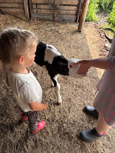 A young child with blonde hair is standing in a barn, looking at a black and white calf. An adult's hand is reaching out to the calf's face. The barn is filled with hay, and there are wooden walls in the background. The location is stated to be in Заболотово, Russia.