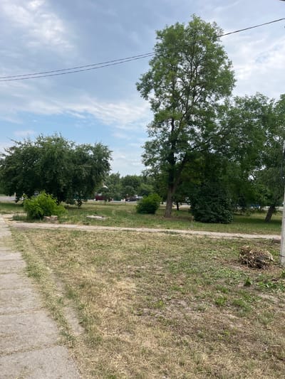The image depicts an outdoor scene, likely a residential area, in Kobryn, Belarus. In the foreground, a paved walkway runs along the right side of the frame, bordered by dry, overgrown grass and weeds. Further to the left, a large tree with dense green foliage dominates the left side of the image, its branches reaching upwards. Behind this tree, another, smaller tree is visible. In the middle ground, a line of trees forms a backdrop. Beyond these trees, hints of buildings and vehicles, including what appears to be a red car and a darker colored vehicle, suggest a residential or semi-urban environment. The sky above is partly cloudy with a mixture of white clouds and blue sky, indicating daylight, likely late morning or afternoon. The overall impression is one of a somewhat unkempt but established outdoor space. There is no visible text in the image.