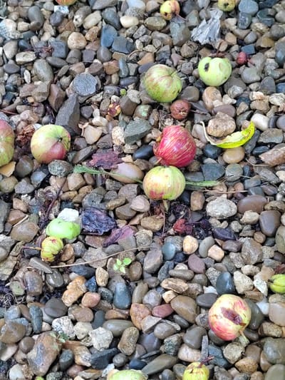 The image shows a close-up, overhead view of a pile of small, unripe apples and various sizes of wet, grey and brown river rocks. The apples are scattered amongst the rocks, with some showing signs of decay or damage. There are also some dried leaves and twigs visible. The scene appears to be outdoors, likely on the ground, possibly in a garden or natural area. There are no people or animals visible in the image, and no activity is depicted. The lighting suggests it may be overcast or the image was taken in the shade. The location is described as Yuzhnyy, Russia.