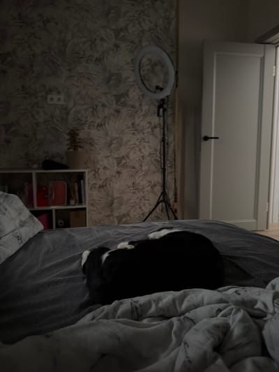 A black and white dog is sleeping on a bed in a bedroom. The dog is curled up in the center of the bed, with its head tucked under its body. The bed is covered in gray sheets and a patterned blanket. In the background, there is a white door, a ring light on a tripod, and a shelf with books and decorative items. The walls are covered in floral wallpaper. The scene appears to be in a residential setting.
