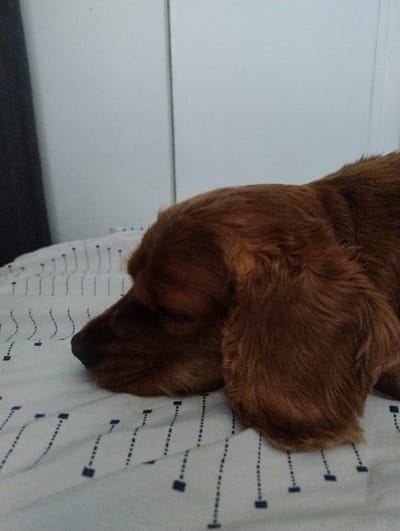 A reddish-brown dog, consistent with a cocker spaniel breed, is depicted resting on a white sheet. The dog's head is oriented to the left, with its eyes closed, indicating a state of rest or sleep. Its long, floppy ears are prominent. The sheet exhibits a repeating pattern of dark blue squares connected by dashed vertical lines. In the background, a light-colored, possibly white, vertical surface is visible, featuring a distinct vertical seam. A dark, undefined object is partially discernible on the far left edge of the frame. The scene is indoors. No specific location within Ramos Mejía, Argentina, can be determined from the visual information provided.